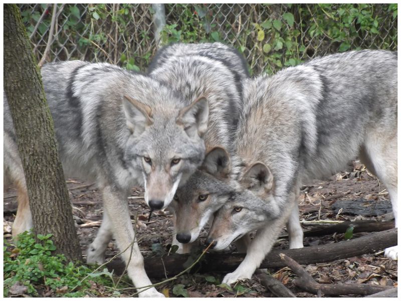 The Swift Coywolf