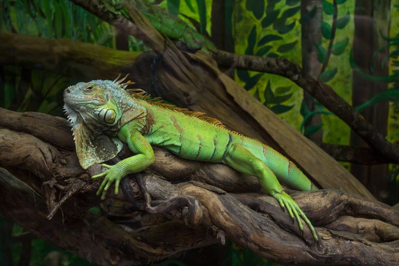 Reptiles