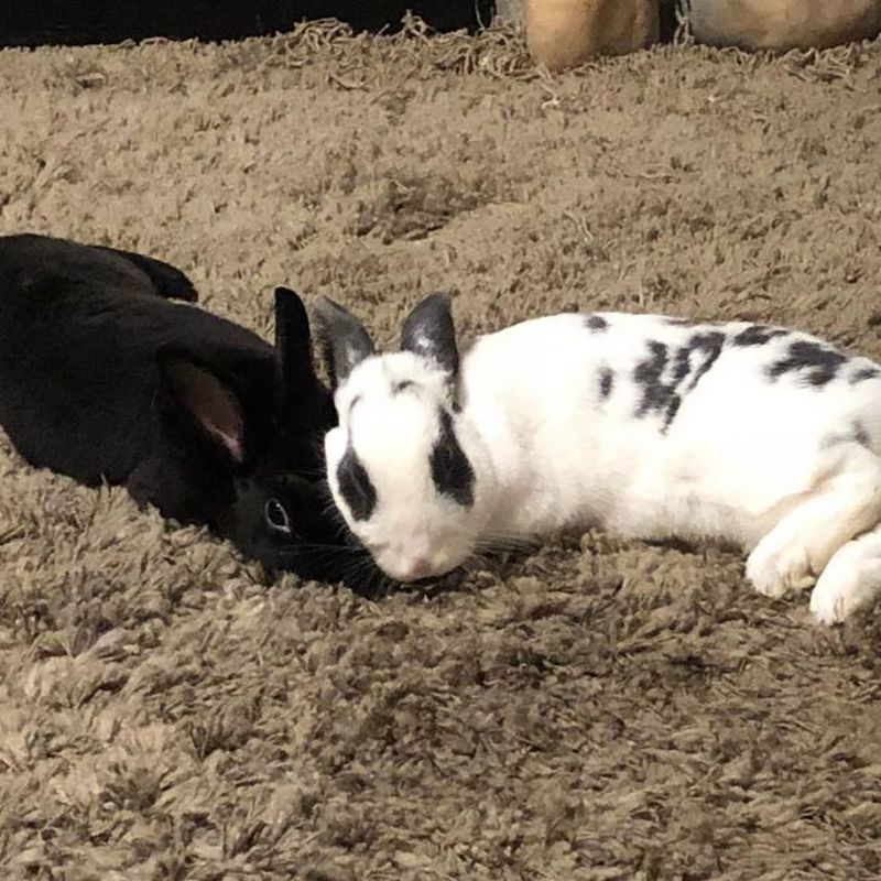 Rabbits