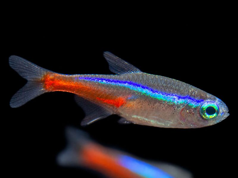 Neon Tetra