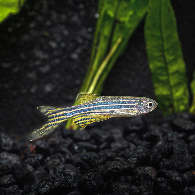 Zebra Danio