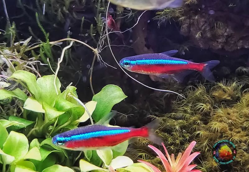 Zebra Danio