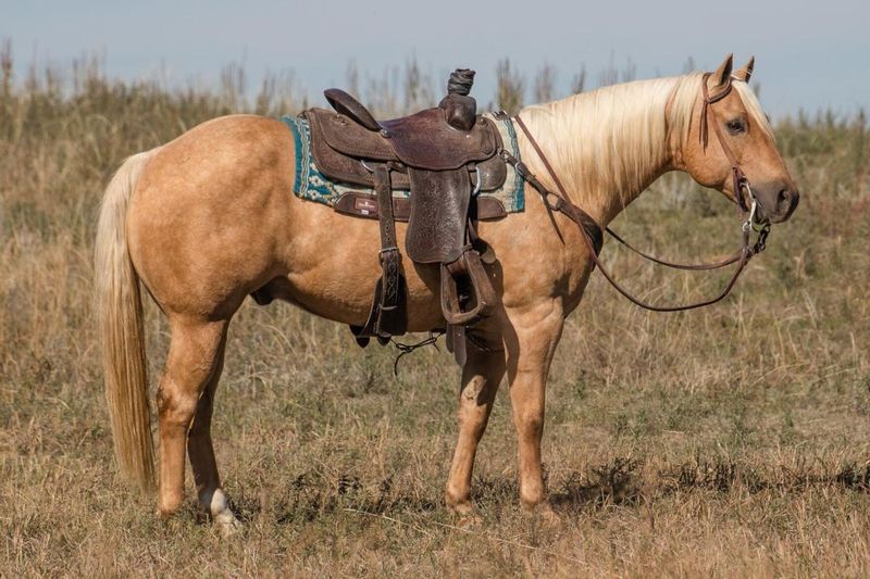 American Quarter Horse