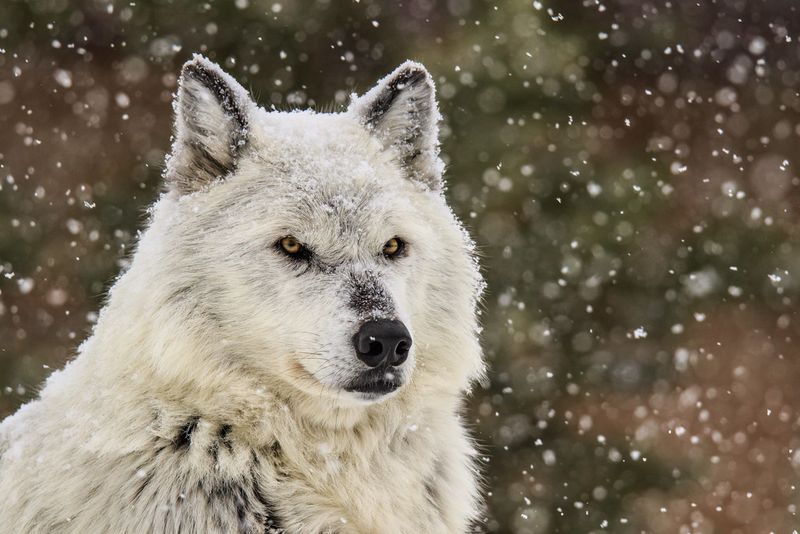 Seasonal Coat Changes