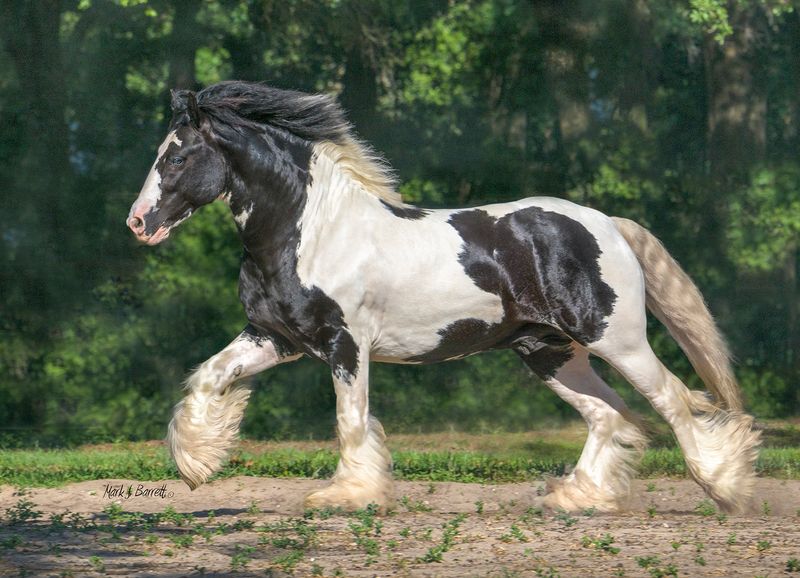 Gypsy Vanner