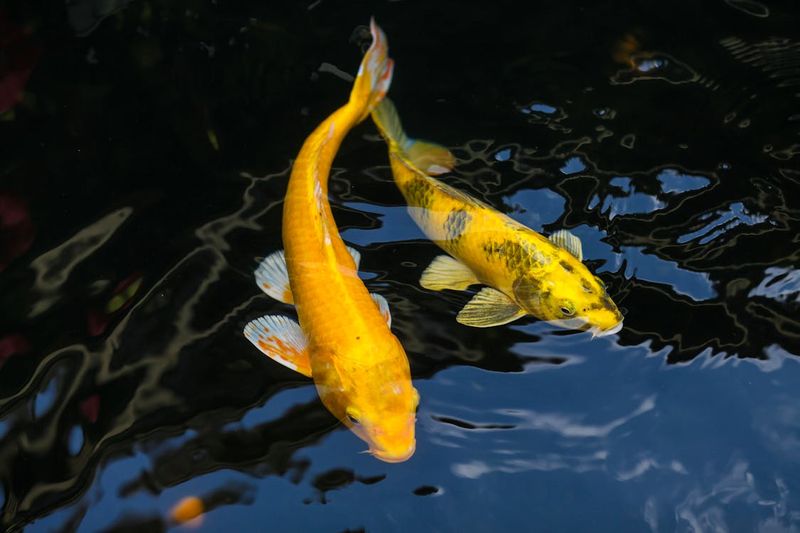 Koi Fish