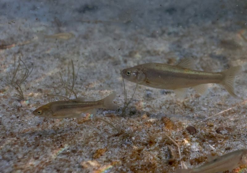 Alvord Chub