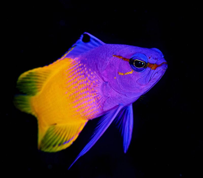 Fairy Basslet