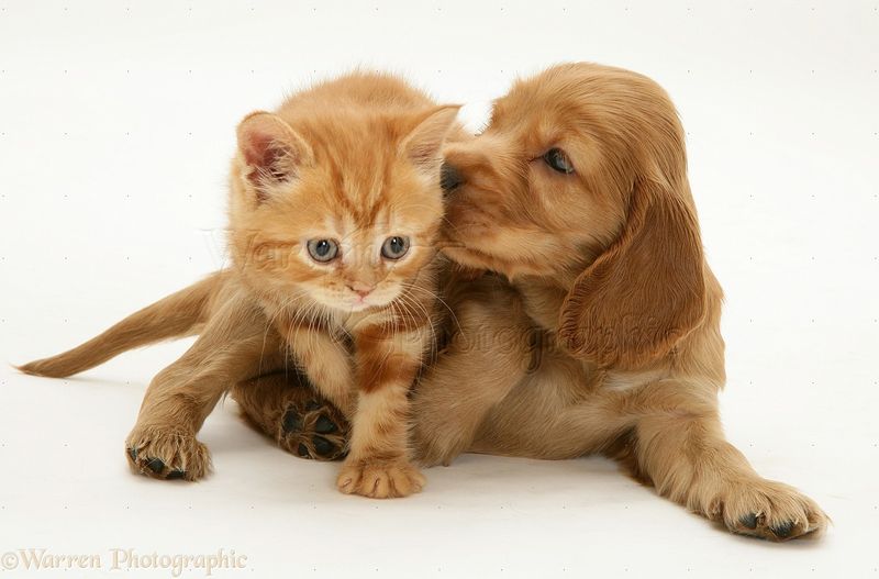 Cocker Spaniel