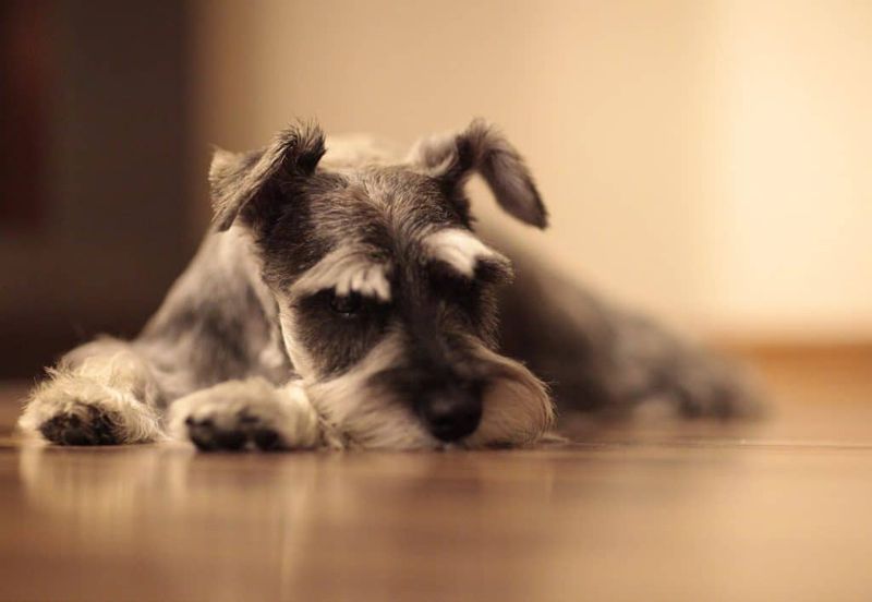 Miniature Schnauzer