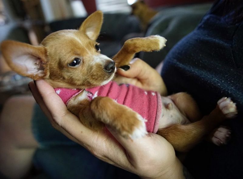 Chihuahua