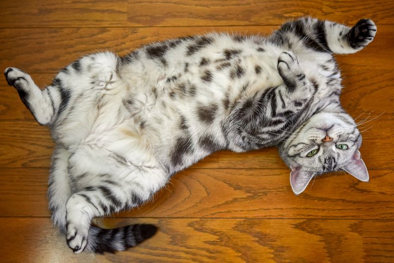 Showing Belly