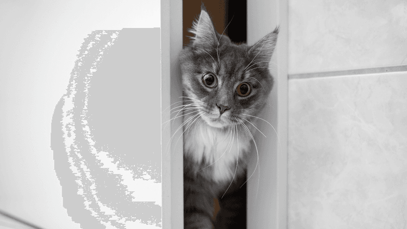 Following You To The Bathroom