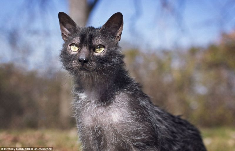 Loyal Felines