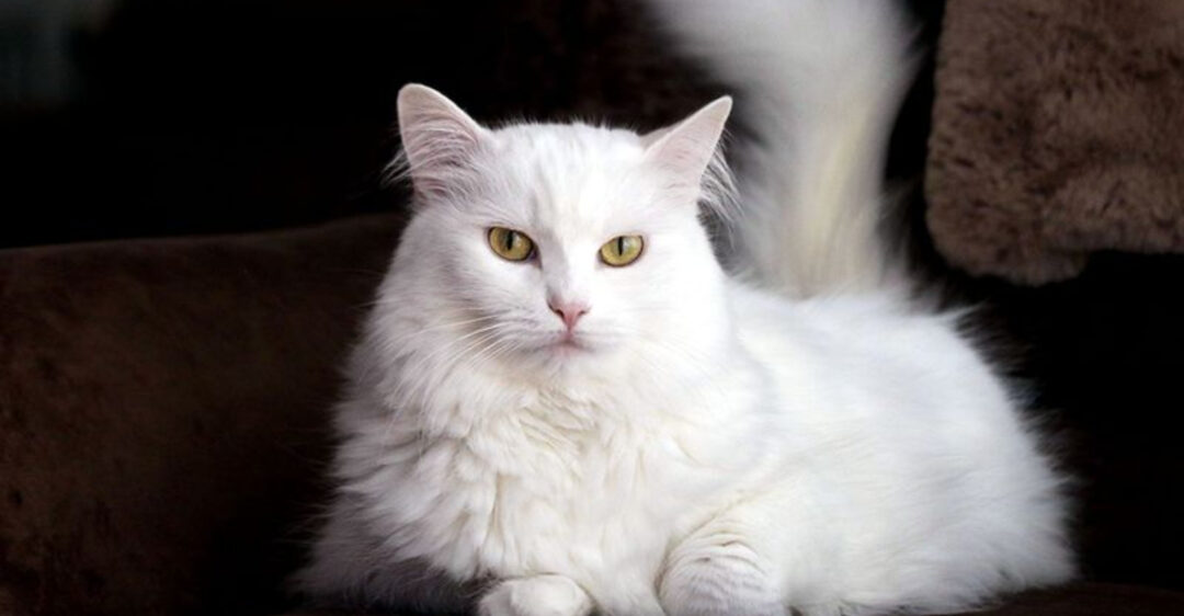 Health Problems Linked To Popular Cat Breeds