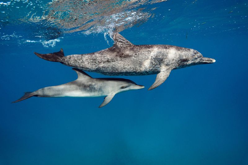 Dolphin Maternity