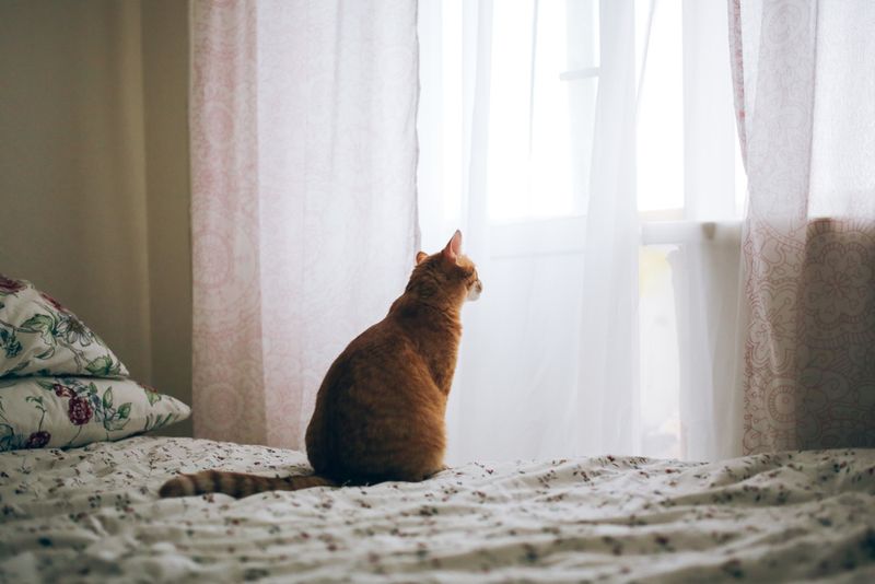 Seeking Solitude