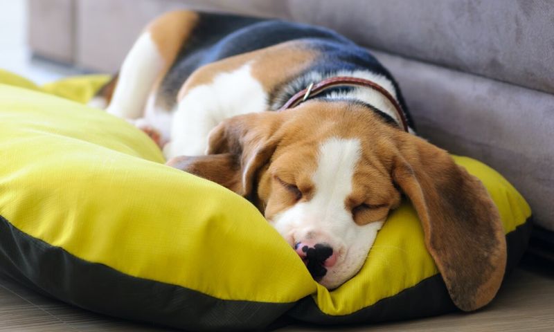 Consistency For Your Canine