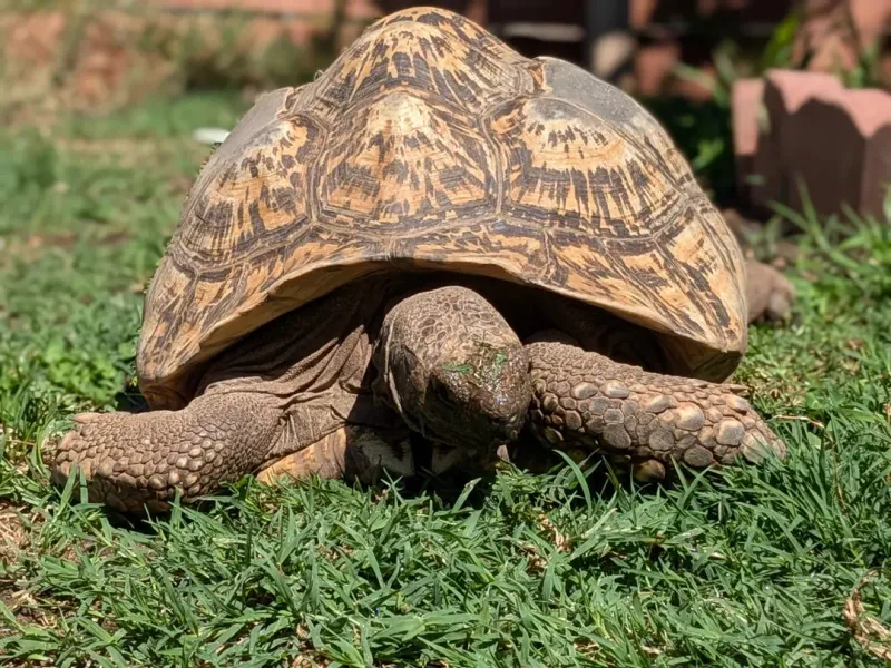 Incredible Size