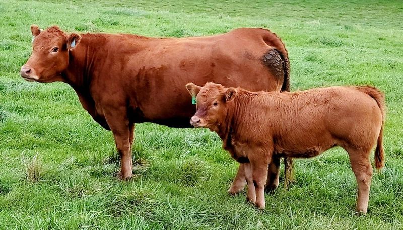 Limousin
