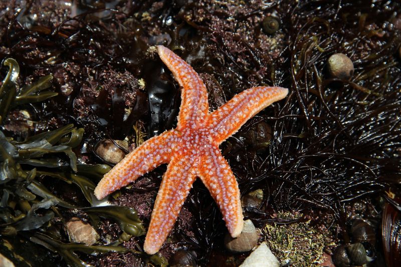 Starfish (Sea Star)