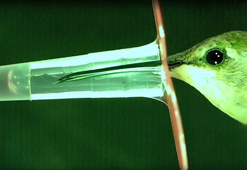 Beak Function Oversimplification