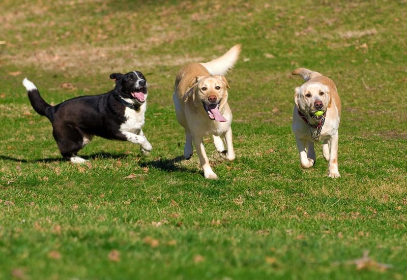 Doggy Playdates