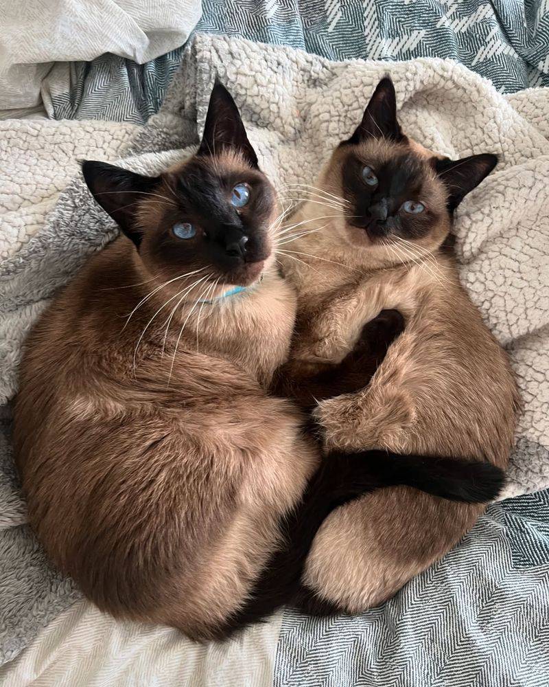 Preference For Company