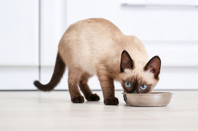 Attention To Diet
