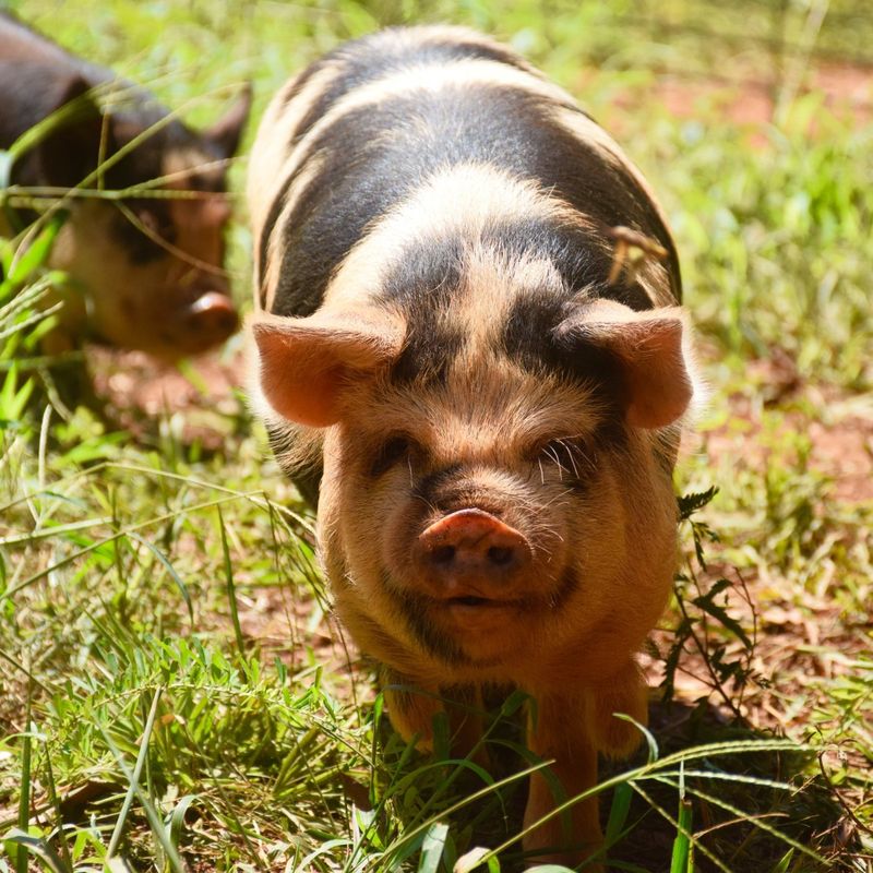 Rare Pigs