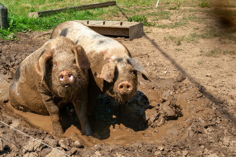 Pig