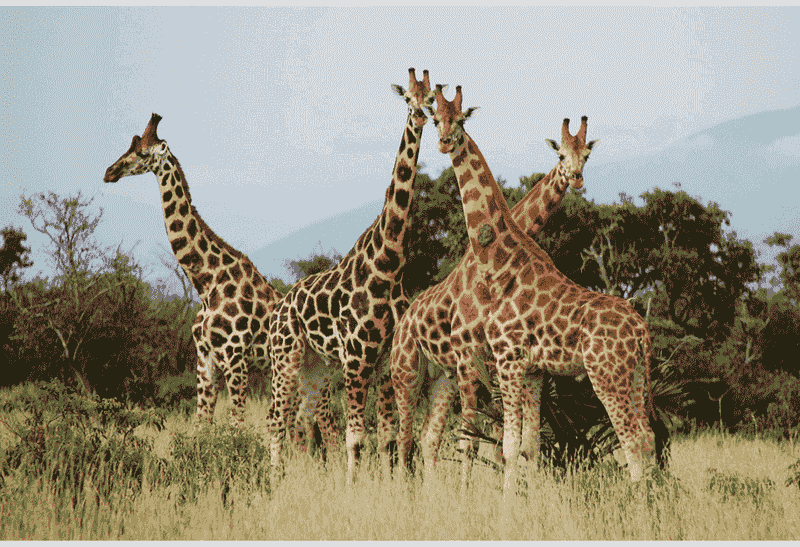 Giraffe