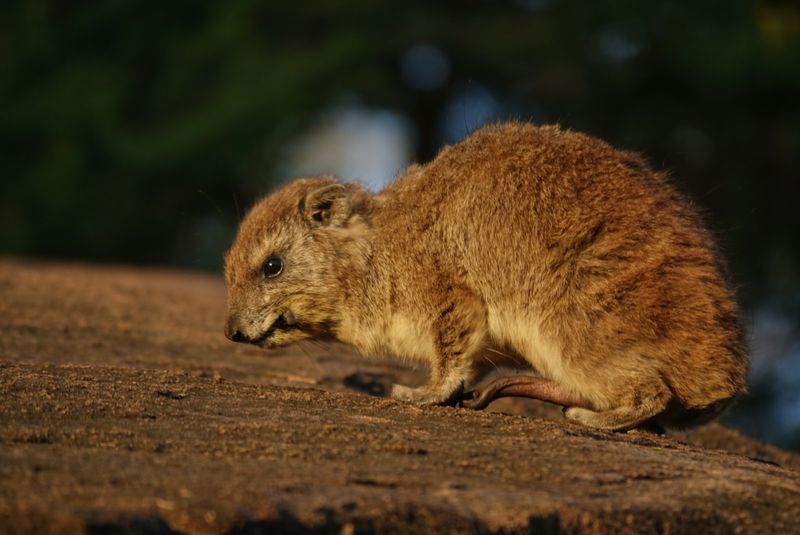Elephants And Hyraxes