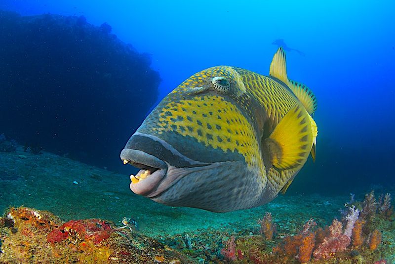 Triggerfish