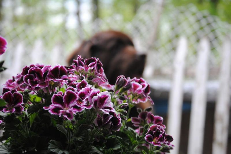 Geraniums