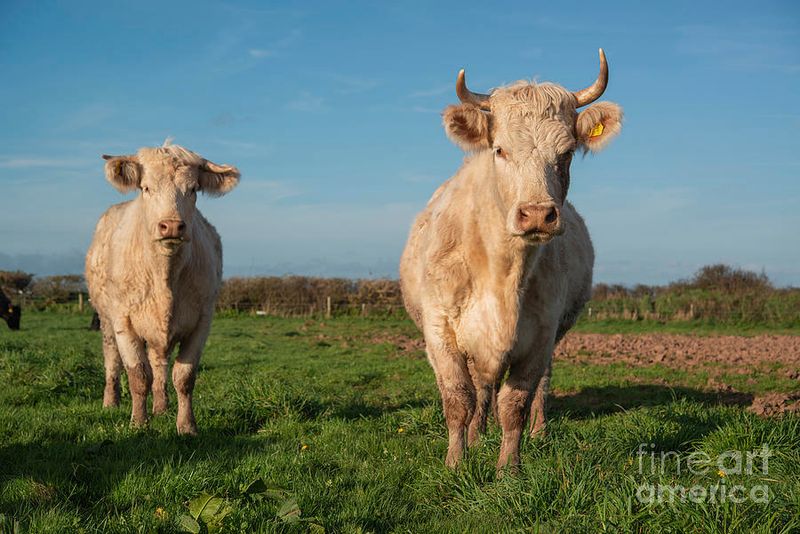 Charolais