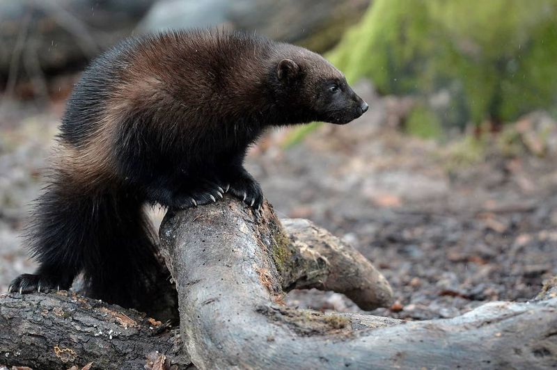 Wolverine