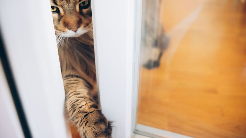 Door Frustration