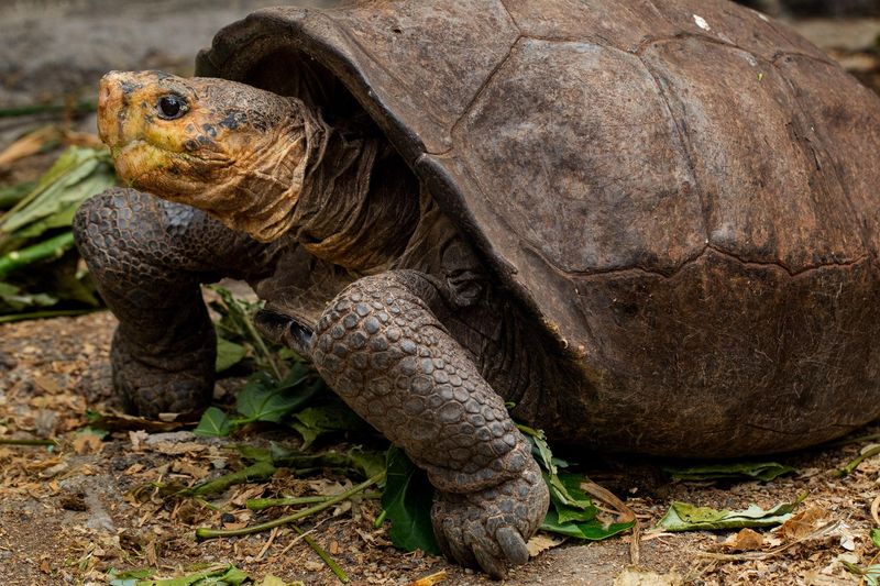 Galápagos Tortoise