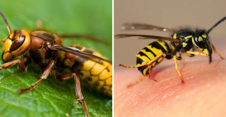 Hornet Vs. Wasp: 10 Simple Ways To Tell Them Apart