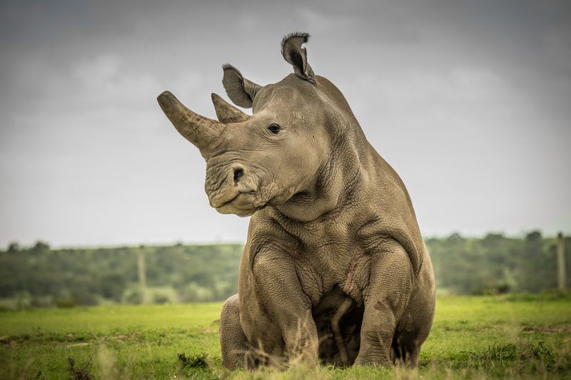 Rhinoceros