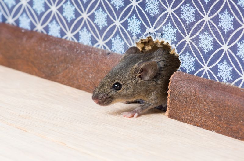 Mouse