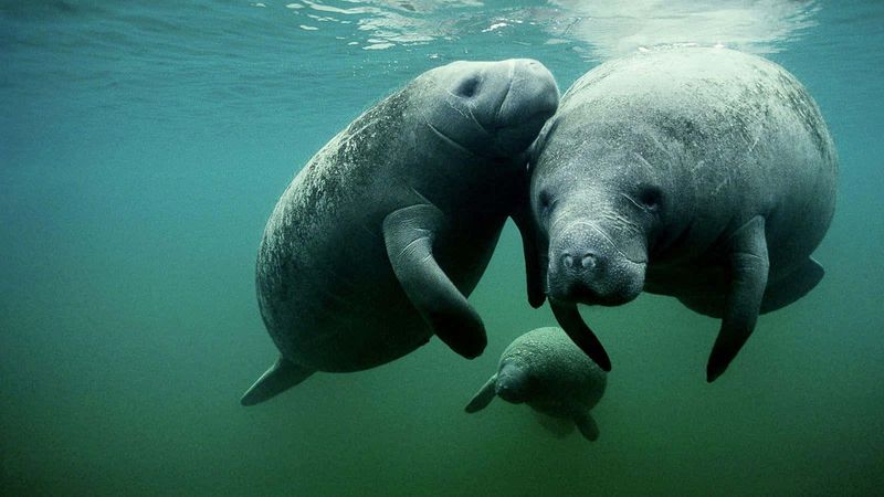 Manatee