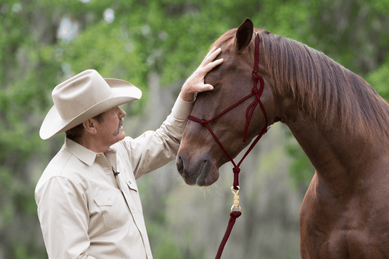 Breaking A Horse Means Using Force