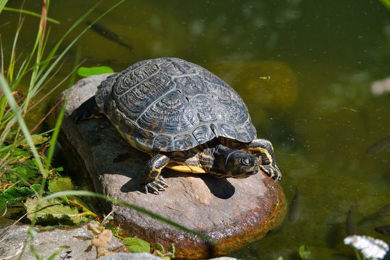 Turtles