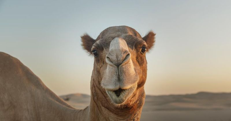 Camels And Llamas