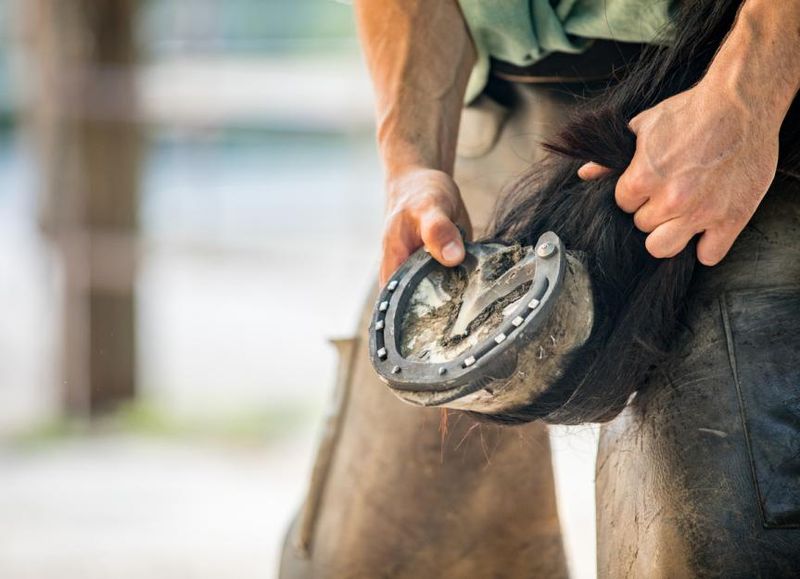 Horseshoes Are Painful For Horses