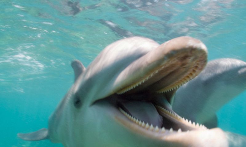 Dolphins: The Ocean's Therapists