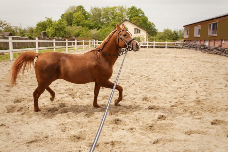 Young Horses Are Always Unpredictable