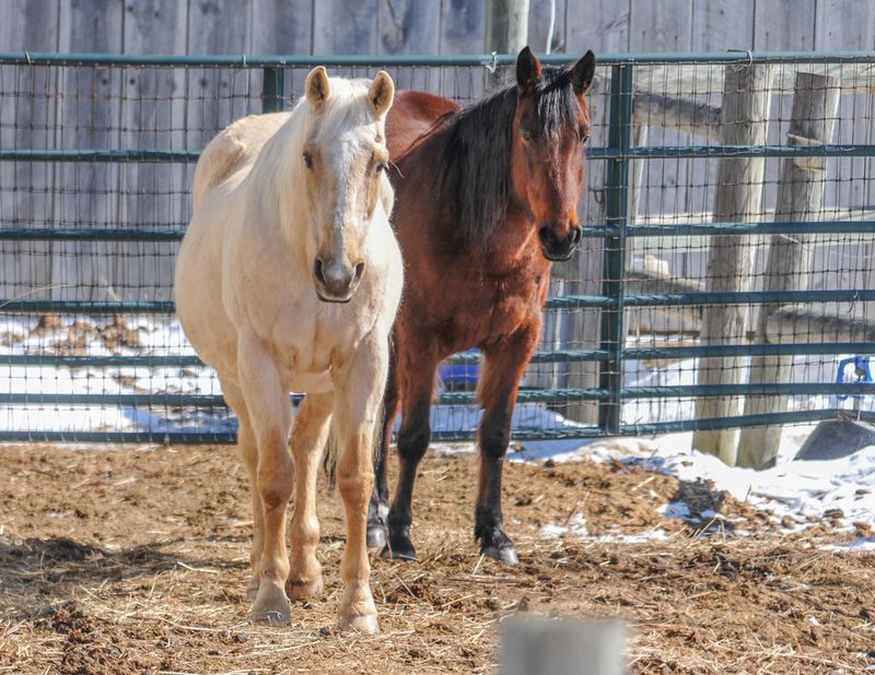Horses Must Be Dominated To Respect You